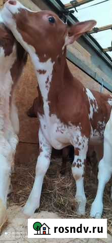 Быки Тербуны - изображение 1