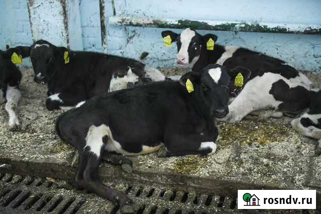 Телята. Бычки Новониколаевский - изображение 1