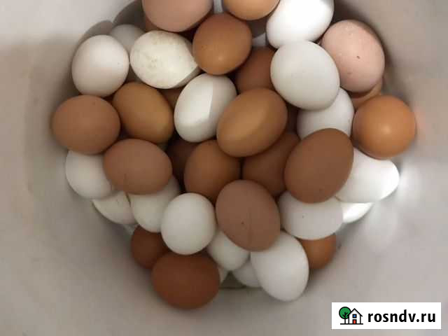Домашние куриные яйца Абакан - изображение 1
