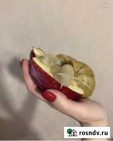 Улитки ахатины Щербинка - изображение 1