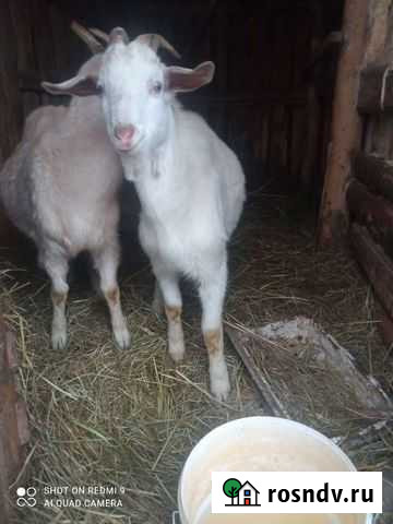 Зааненский козел Балаково - изображение 1