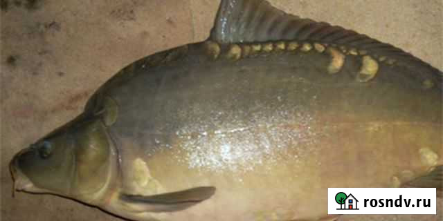 Продаю годовик и малек рыбы для зарыбления Троицк - изображение 1