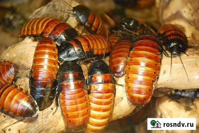 Мадагаскарские шипящие тараканы Таганрог - изображение 1