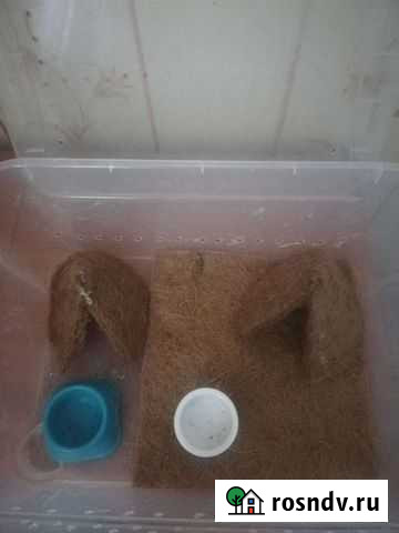 Террариум для улиток Щербинка - изображение 1