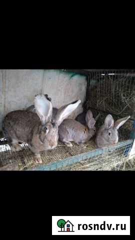 Кролики великаны Воронеж - изображение 1