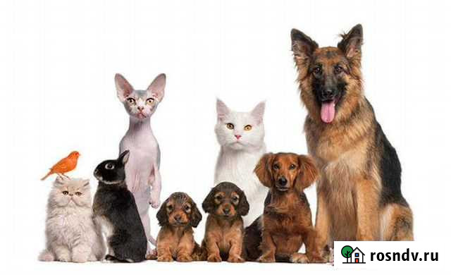 Передержка ваших любимых питомцев Петропавловск-Камчатский - изображение 1