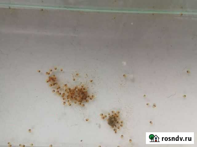 Улитка ампулярия малыши Новосибирск - изображение 1