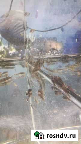 Сом Анцтрус Иркутск - изображение 1