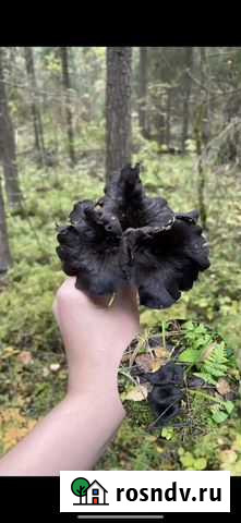 Черные лисички сушеные Кострома - изображение 1