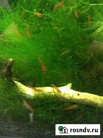 Аквариумные креветки Краснодар - изображение 1