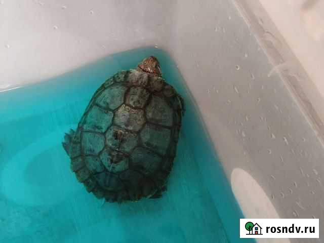 Красноухая черепаха бесплатно Уфа - изображение 1