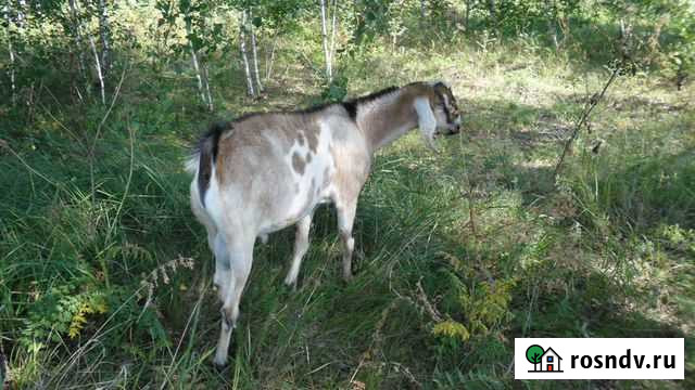 Англо нубийский козел на вязку Карасук - изображение 1