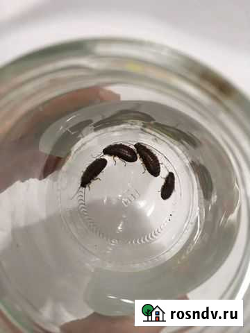 Мадагаскарский таракан Казань - изображение 1