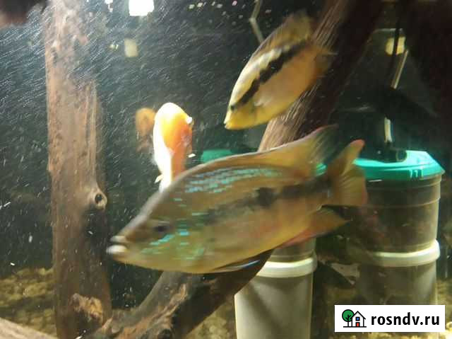 Цихлазома Сальвини Ногинск - изображение 1