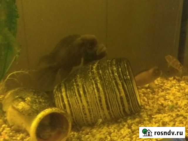 Львиноголовая цихлида Балашиха - изображение 1