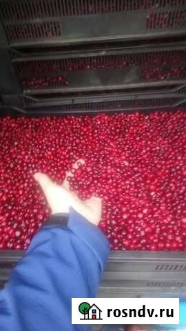 Клюква 1кг,1литр, 3литра Мурманск - изображение 1