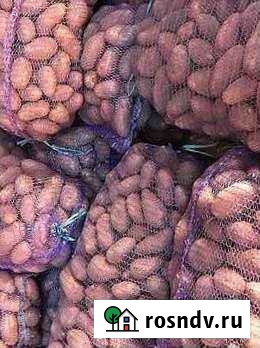 Картофель оптом королева анна Жуковка - изображение 1