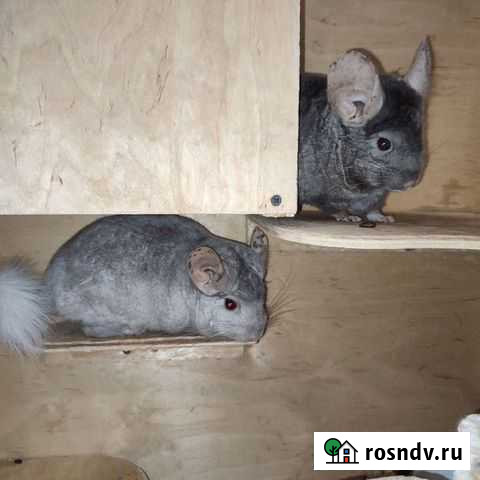 Шиншилла Брянск - изображение 1
