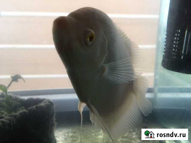Гиганский гурами альбинос Краснодар - изображение 1