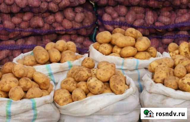 Картофель оптом Дорогобуж - изображение 1