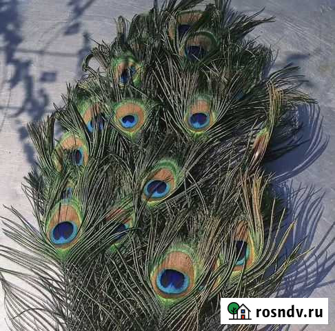 Перо павлина Краснодар - изображение 1