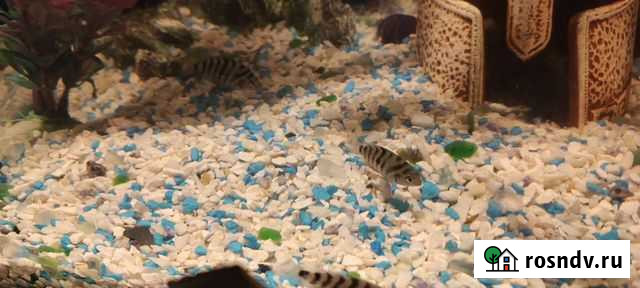 Чернополосая цихлазома Обнинск - изображение 1