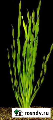 Валлиснерия спиральная Красноярск - изображение 1