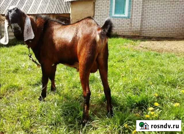 Козел нубийский вязка Можайск - изображение 1