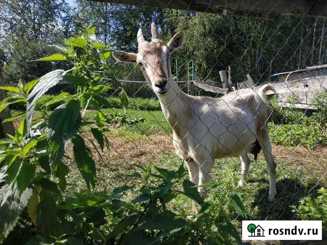 Коза Ржев - изображение 1