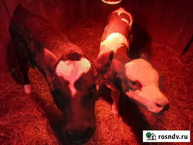 Телята Белогорск - изображение 1