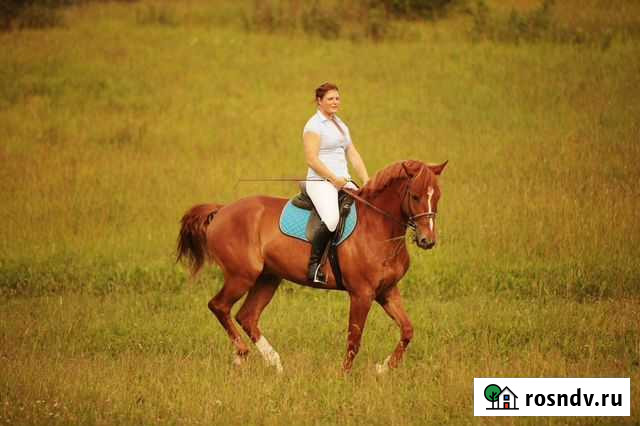 Верховая езда для детей и взрослых Старая - изображение 1