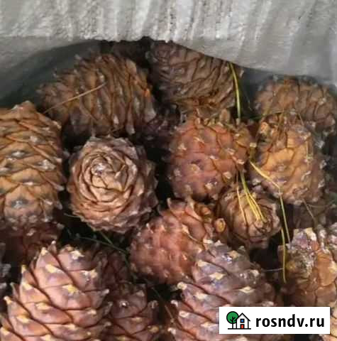 Шишка кедровая Екатеринбург - изображение 1