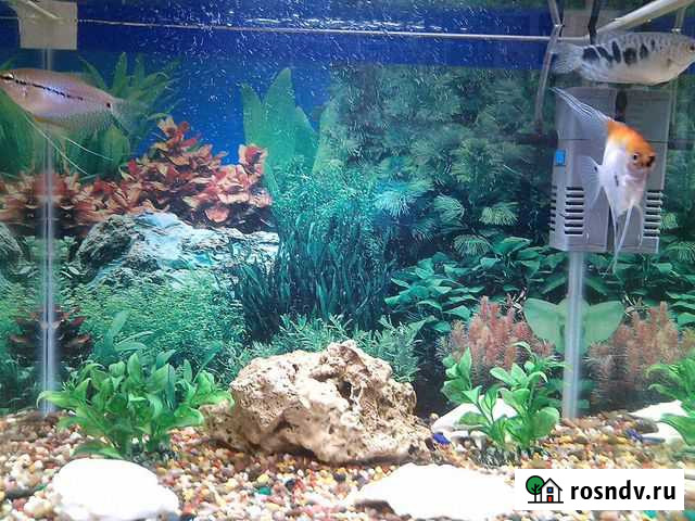 Аквариум 35L.рыбы+декор+освещение+фильтр Красноярск - изображение 1