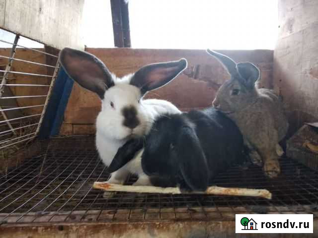 Кролик Домодедово - изображение 1