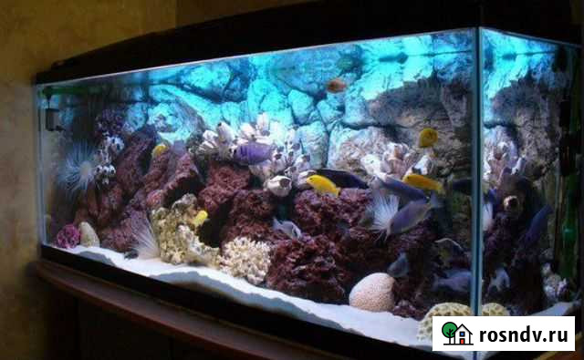 Аквариум с морской водой и грунтом 300л Калининград - изображение 1