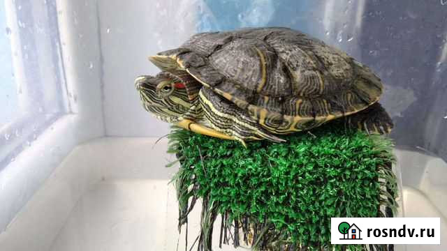 Отдам в добрые руки красноухую черепаху Набережные Челны - изображение 1