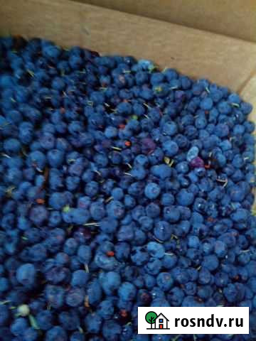 Голубика Томск - изображение 1