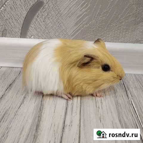 Морские свинки Тольятти - изображение 1