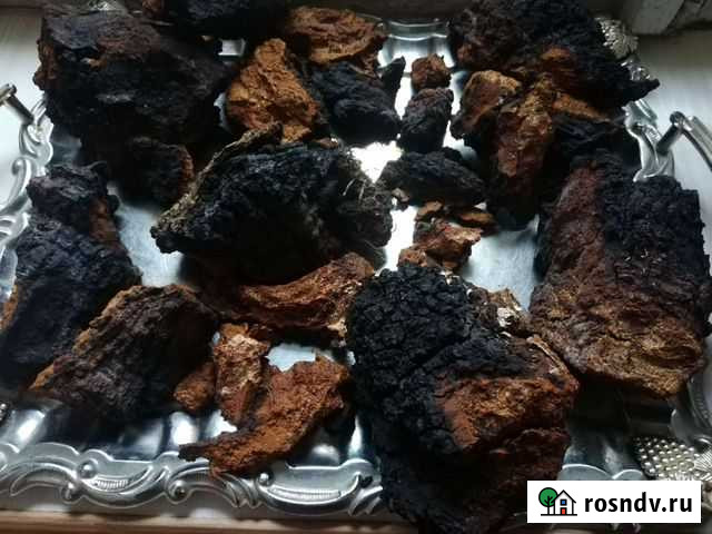 Чага гриб березовый Кинешма - изображение 1