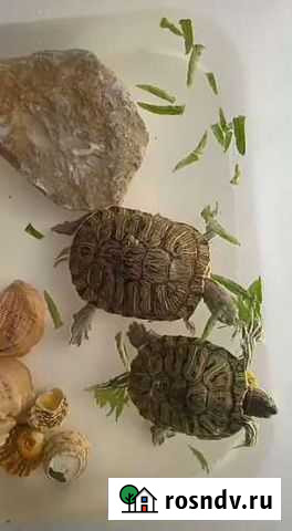 Красноухая черепаха Асино - изображение 1