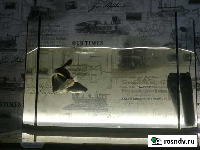 Аквариум 100 литров вместе с рыбами и фильтром Ирбит - изображение 1