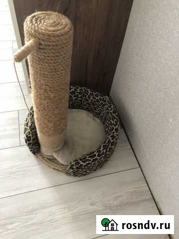 Все для котенка Мысхако - изображение 1