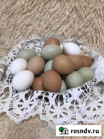 Яйцо домашнее пищевое Кемерово - изображение 1