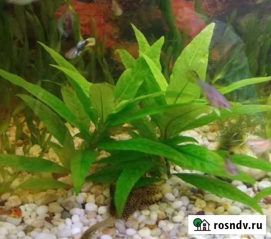 Аквариумные растения Тихорецк - изображение 1