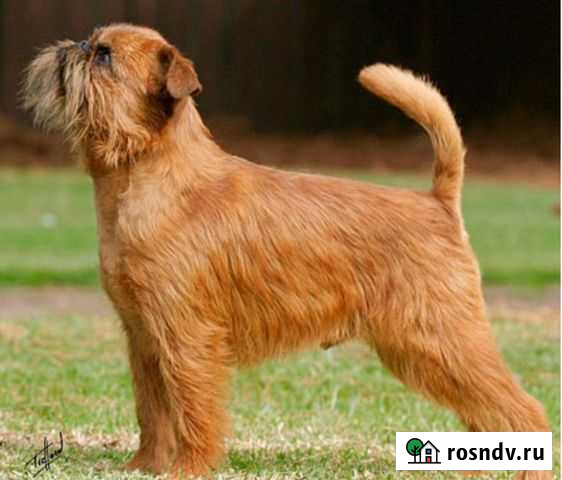 Тримминг гриффонов Хабаровск - изображение 1