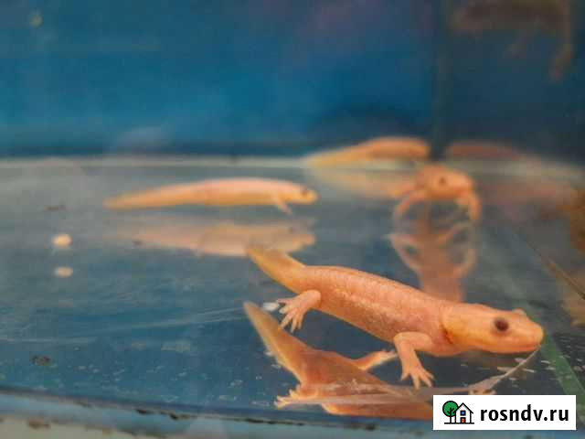 Тритон испанский Новосибирск - изображение 1