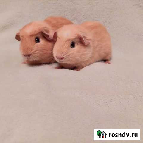 Морские свинки крестеды мальчики Москва - изображение 1