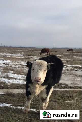 Телки Заветное - изображение 1