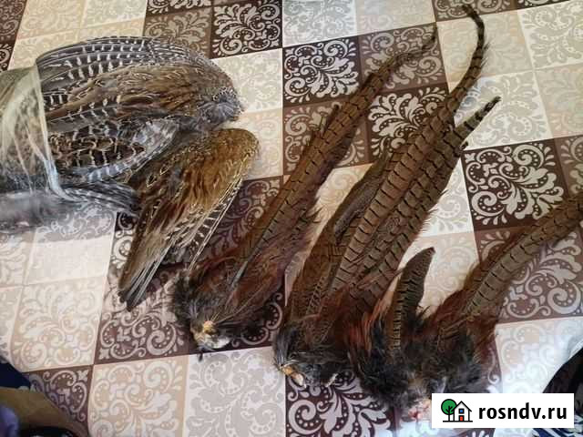 Крылья фазана Волгоград - изображение 1
