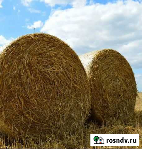 Сено Лиски - изображение 1